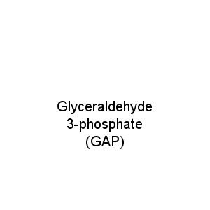 Glyceraldehyde 3-phosphate (GAP)